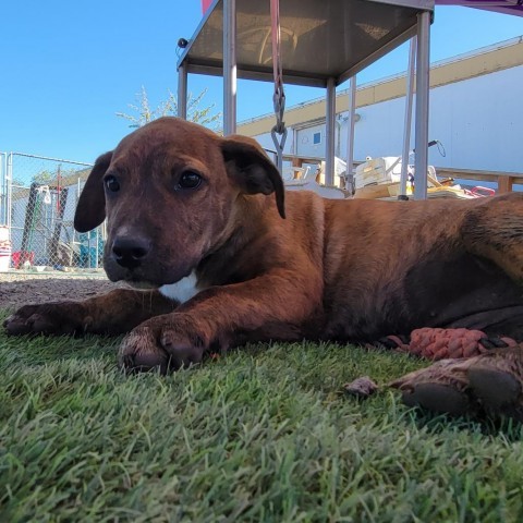 1207 Irene, an adoptable Pit Bull Terrier in Benton City, WA, 99320 | Photo Image 3