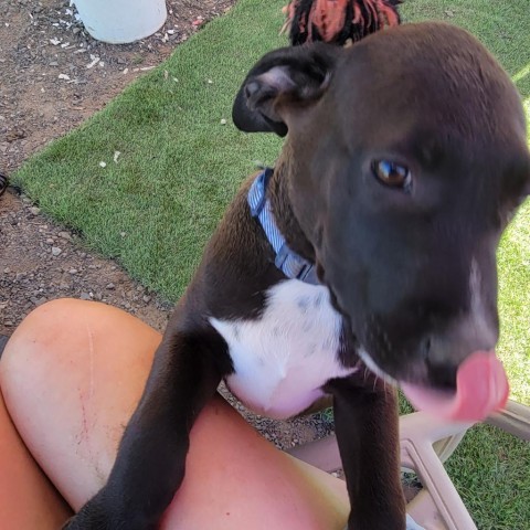 George, an adoptable Pit Bull Terrier in Benton City, WA, 99320 | Photo Image 3