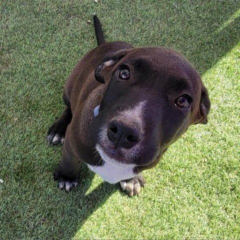 George, an adoptable Pit Bull Terrier in Benton City, WA, 99320 | Photo Image 4