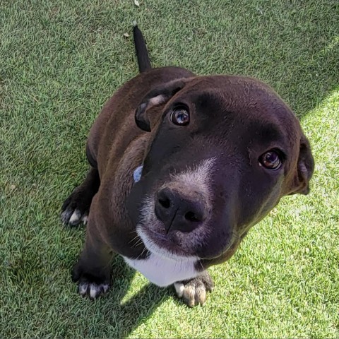 George, an adoptable Pit Bull Terrier in Benton City, WA, 99320 | Photo Image 5