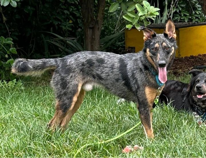 I Bought my Blue Heeler a Herding Ball 