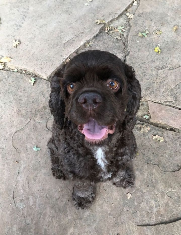 Petfinder best sale cocker spaniel