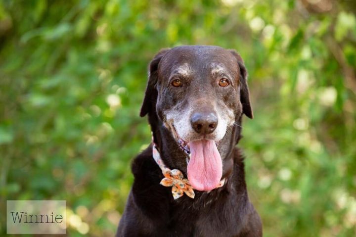 Winnie, an adoptable Chocolate Labrador Retriever in Wantagh, NY_image-2