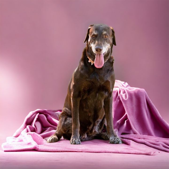 Winnie, an adoptable Chocolate Labrador Retriever in Wantagh, NY_image-5
