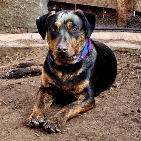 1216 Harold, an adoptable Pit Bull Terrier in Benton City, WA, 99320 | Photo Image 3