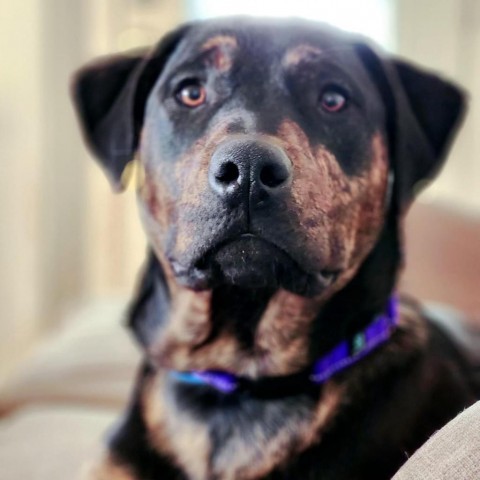 Harold, an adoptable Pit Bull Terrier in Benton City, WA, 99320 | Photo Image 5