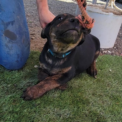 1216 Harold, an adoptable Pit Bull Terrier in Benton City, WA, 99320 | Photo Image 6