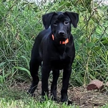 Hunter, an adoptable Black Labrador Retriever Mix in Springfield, MO_image-1