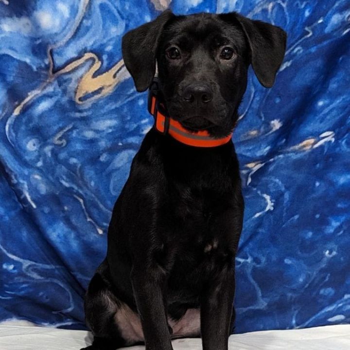 Hunter, an adoptable Black Labrador Retriever Mix in Springfield, MO_image-4