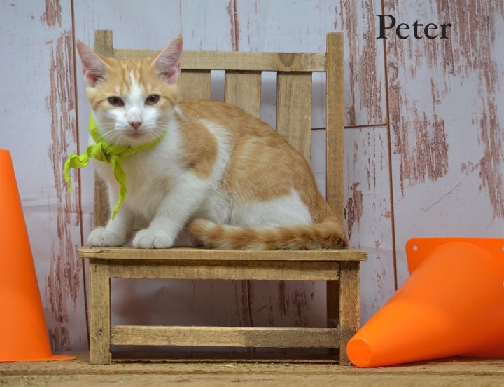 Peter, an adoptable Domestic Short Hair in Sevierville, TN_image-1