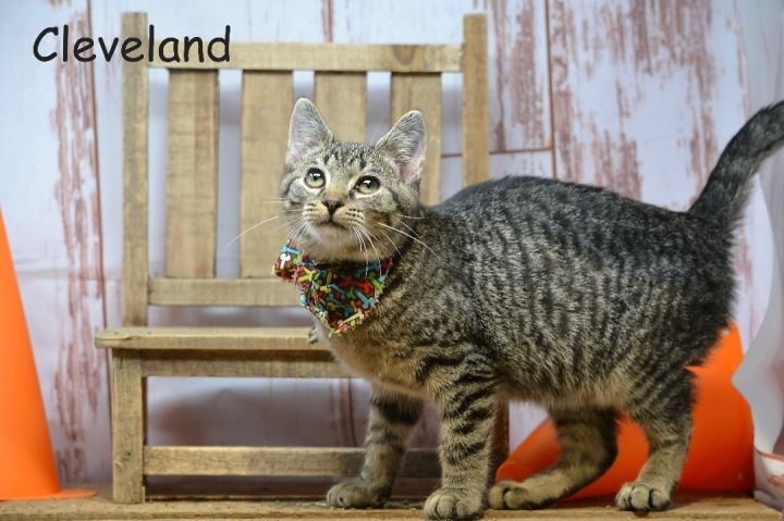 Cleveland, an adoptable Tabby in Sevierville, TN_image-1