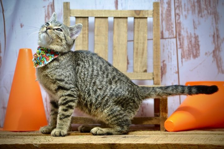 Cleveland, an adoptable Tabby in Sevierville, TN_image-2