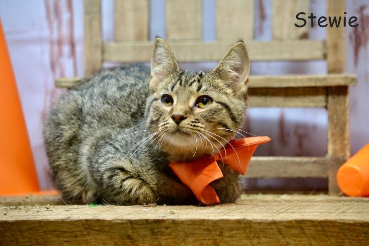 Stewie, an adoptable Tabby in Sevierville, TN_image-1