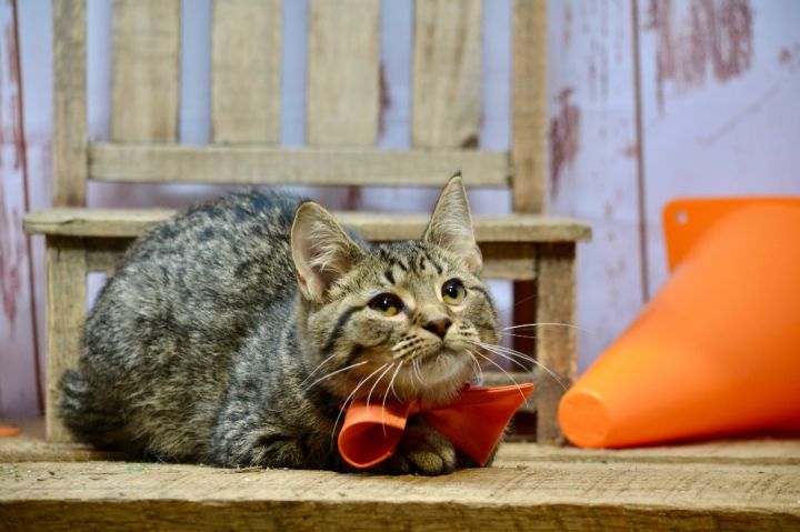 Stewie, an adoptable Tabby in Sevierville, TN_image-2