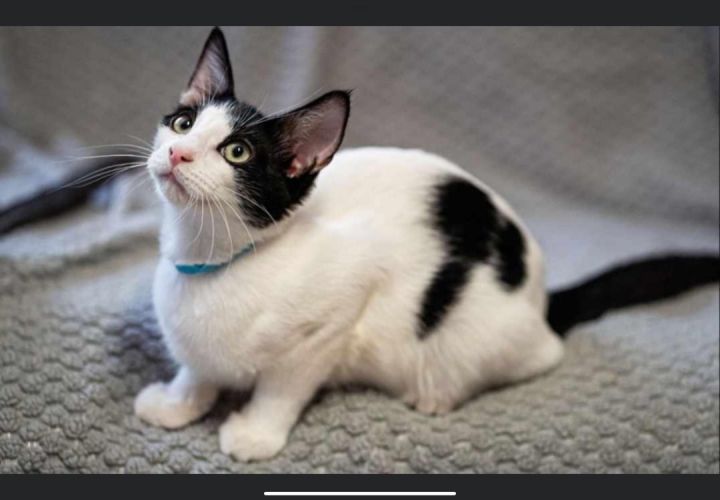 Moon Pie, an adoptable Domestic Short Hair in Marble Falls, TX_image-1