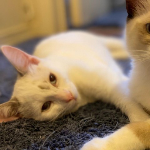 Aria, an adoptable Snowshoe in Long Beach, CA, 90805 | Photo Image 2