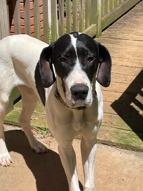 English pointer great dane hot sale mix