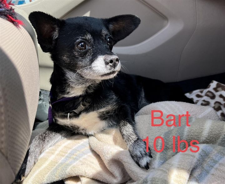 Bart, an adoptable Chihuahua in Weatherford, TX_image-1