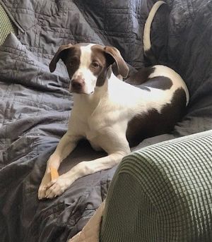 Charlie is a 6 month old female Pointer mix She is very sweet and affectionate She loves to play w