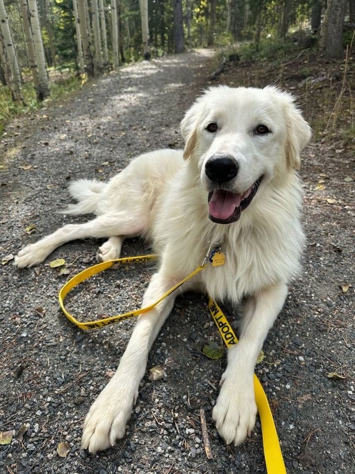 Zero, an adoptable Great Pyrenees Mix in Winter Park, CO_image-1