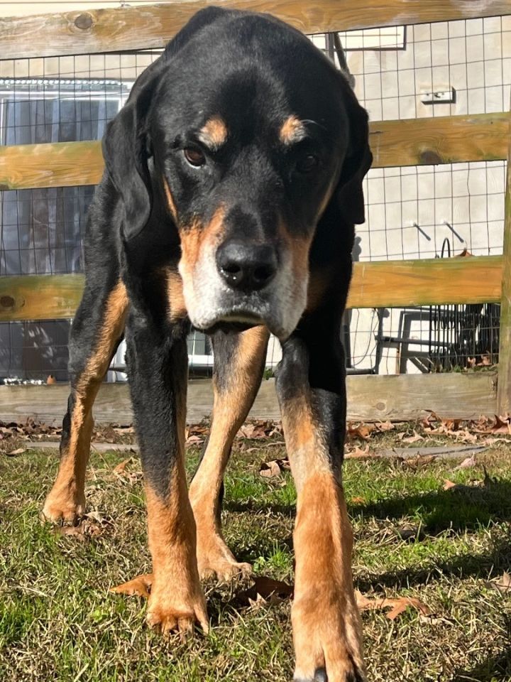 Klink, an adoptable Beauceron & Rottweiler Mix in Severn, MD_image-2