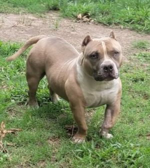 American Bully Pocket Stock Photo - Download Image Now - American