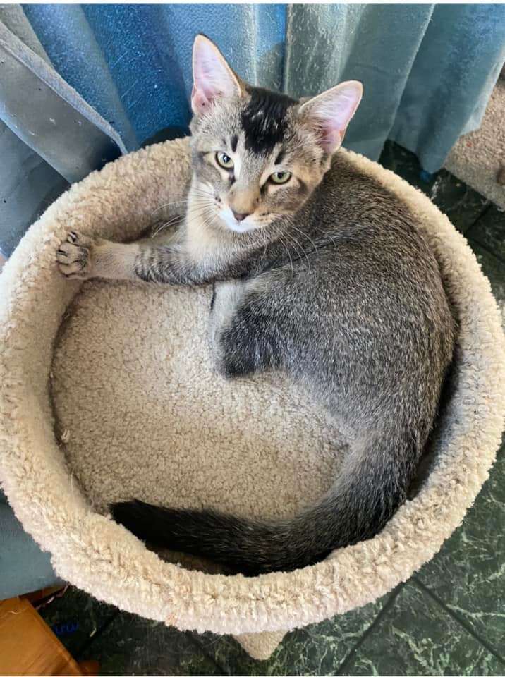 Dominique, an adoptable Abyssinian Mix in Manhattan, KS_image-3