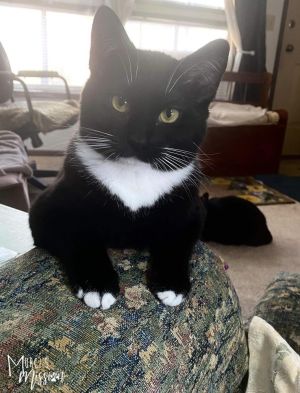 Sheba named after the Queen of Sheba is a beautiful sleek tuxedo cat born in the summer of 2022 S