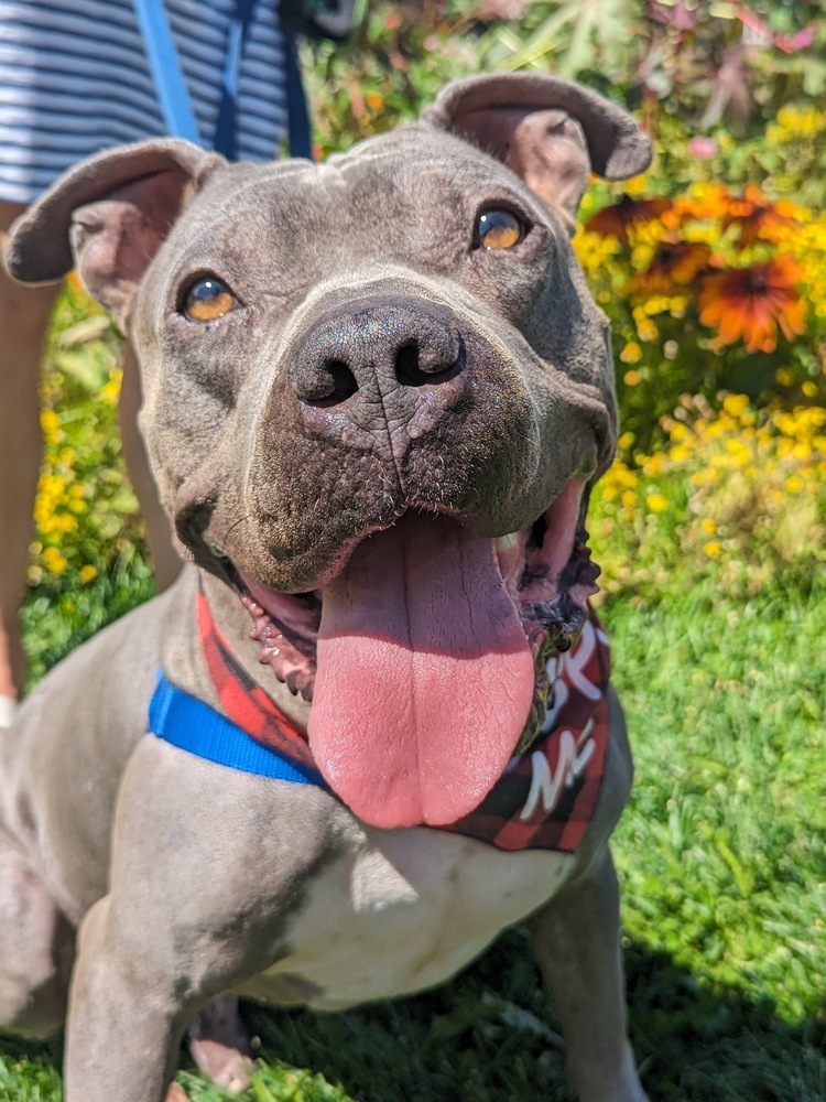 Dog for adoption - Felix, a Pit Bull Terrier & American Bulldog Mix in ...