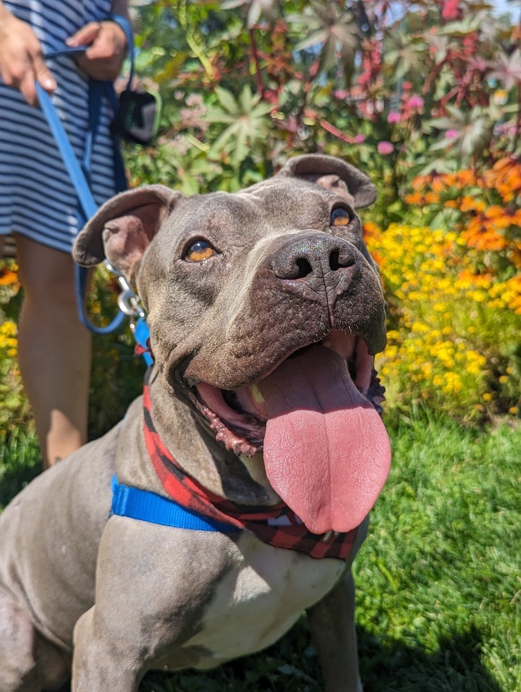 Felix, an adoptable Pit Bull Terrier, American Bulldog in Boulder, CO, 80305 | Photo Image 2