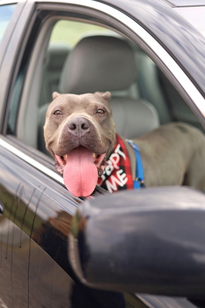 Felix, an adoptable Pit Bull Terrier, American Bulldog in Boulder, CO, 80305 | Photo Image 3