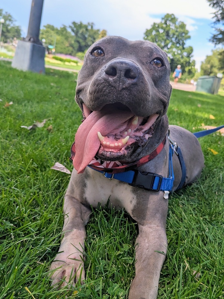 Felix, an adoptable Pit Bull Terrier, American Bulldog in Boulder, CO, 80305 | Photo Image 4