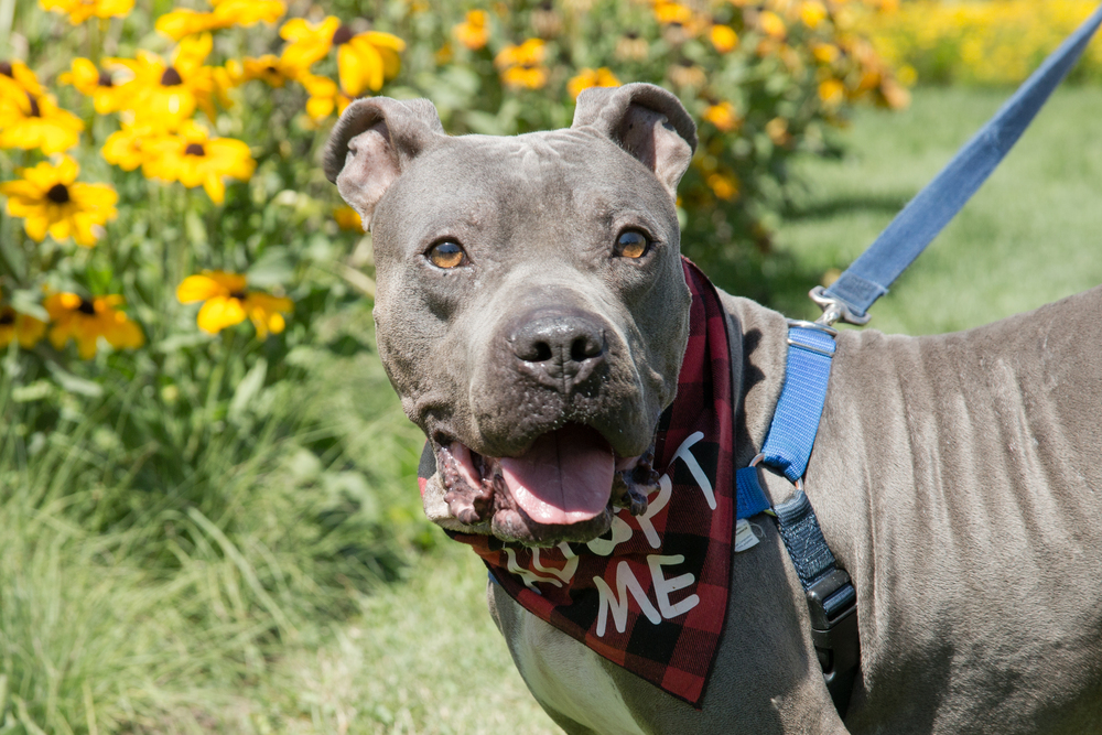 Felix, an adoptable Pit Bull Terrier, American Bulldog in Boulder, CO, 80305 | Photo Image 5