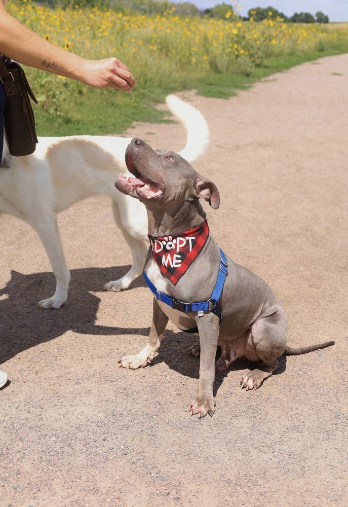 Felix, an adoptable Pit Bull Terrier, American Bulldog in Boulder, CO, 80305 | Photo Image 6
