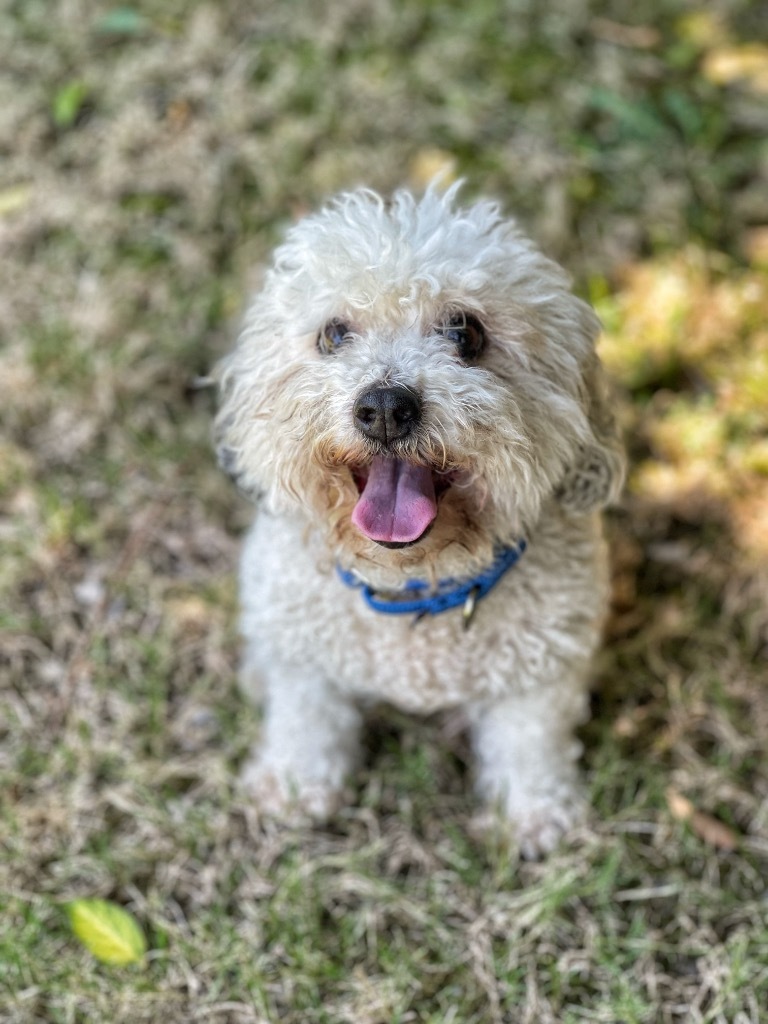 Sasha, an adoptable Poodle, Cockapoo in Tehachapi, CA, 93561 | Photo Image 1