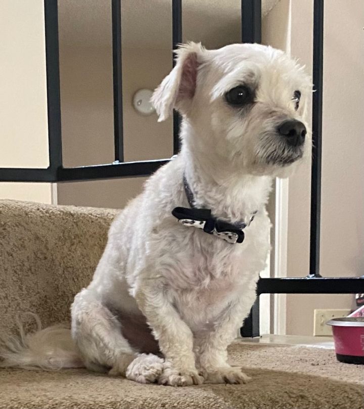 Buddy, an adoptable Maltese in Austin, TX_image-1