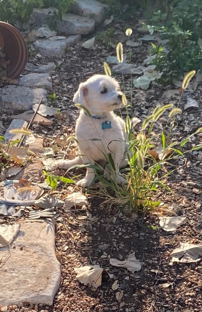 Buddy 2