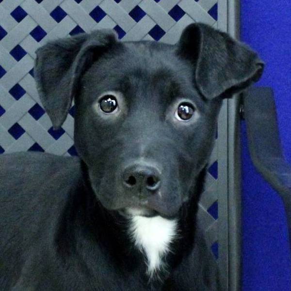 Winnie, an adoptable Labrador Retriever in Fort Davis, TX, 79734 | Photo Image 1