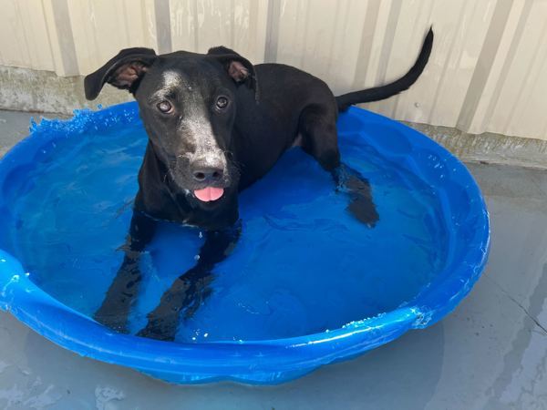 Winnie, an adoptable Labrador Retriever in Fort Davis, TX, 79734 | Photo Image 2