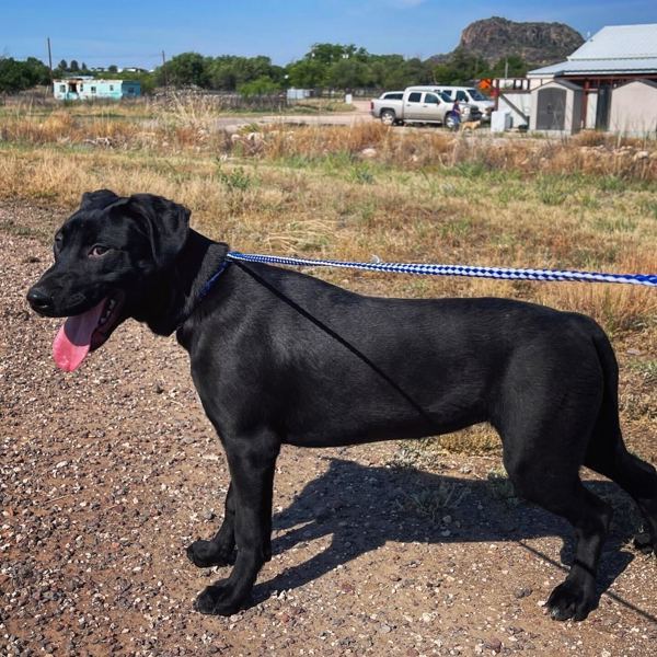 Winnie, an adoptable Labrador Retriever in Fort Davis, TX, 79734 | Photo Image 3