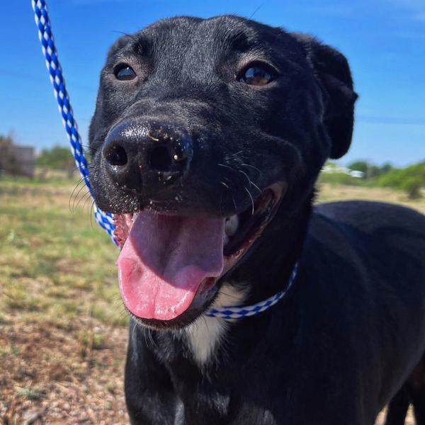 Winnie, an adoptable Labrador Retriever in Fort Davis, TX, 79734 | Photo Image 4