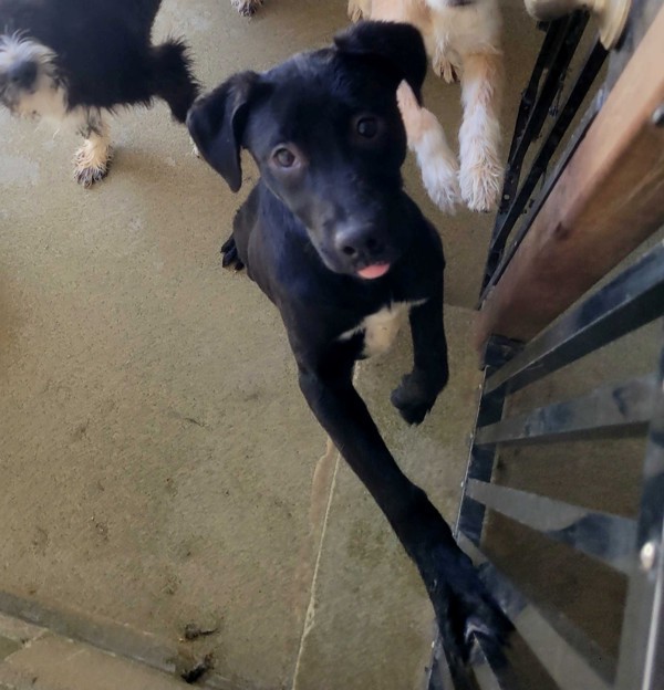 Winnie, an adoptable Labrador Retriever in Fort Davis, TX, 79734 | Photo Image 5