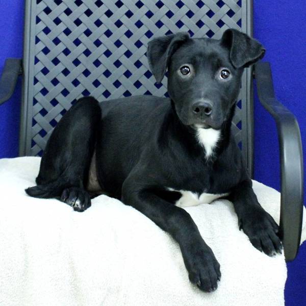 Winnie, an adoptable Labrador Retriever in Fort Davis, TX, 79734 | Photo Image 6