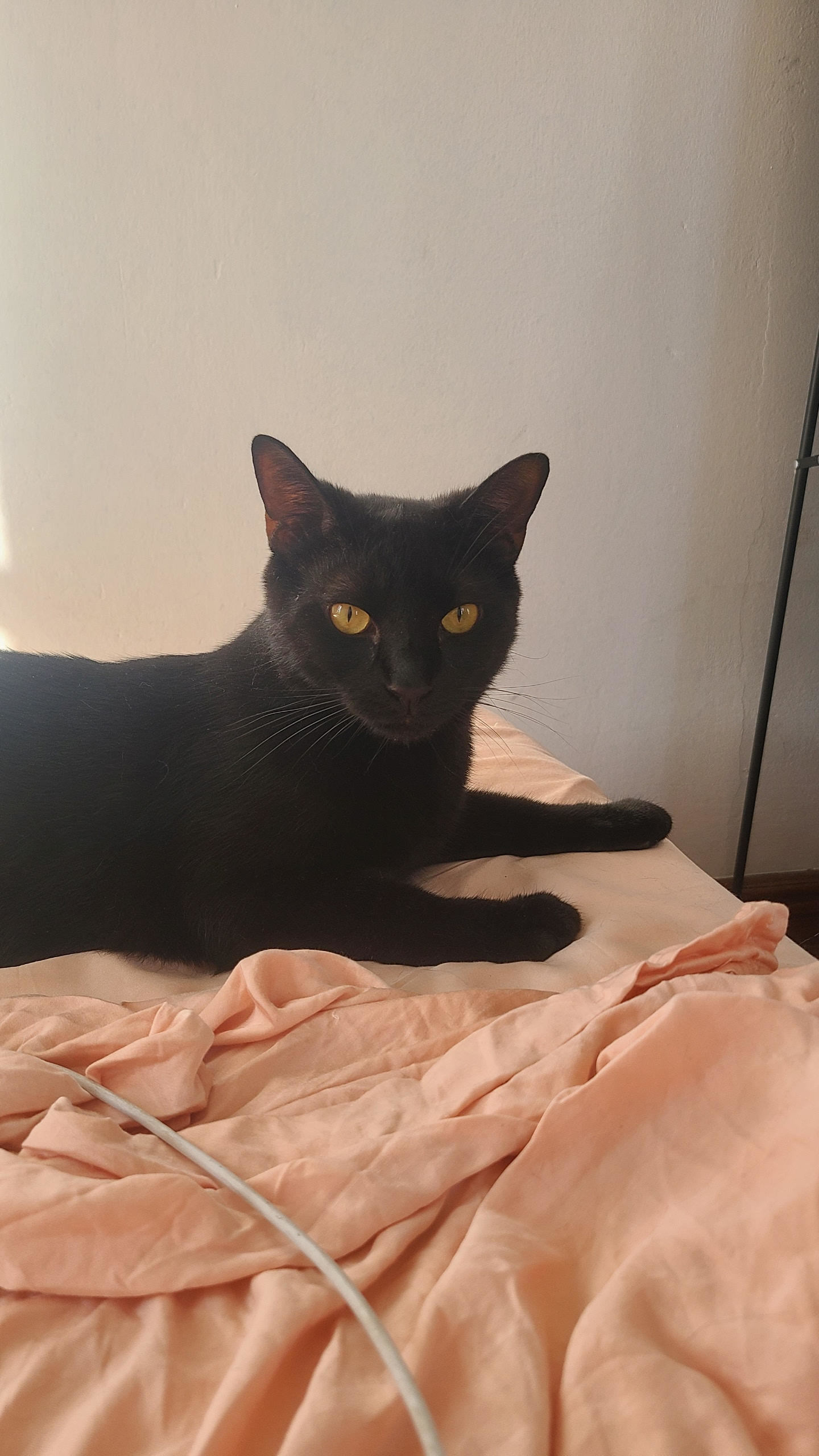 Ringo