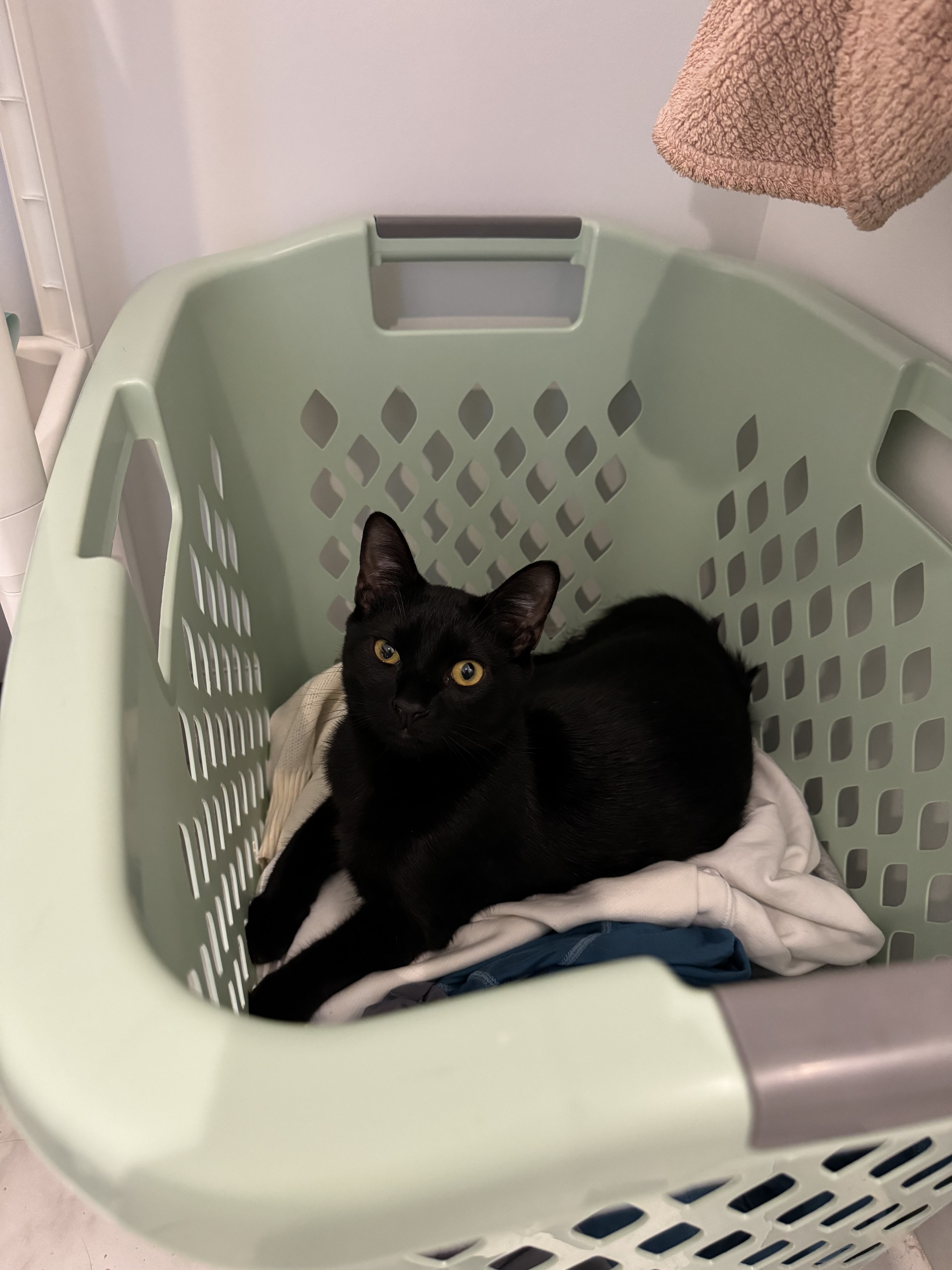 Ringo
