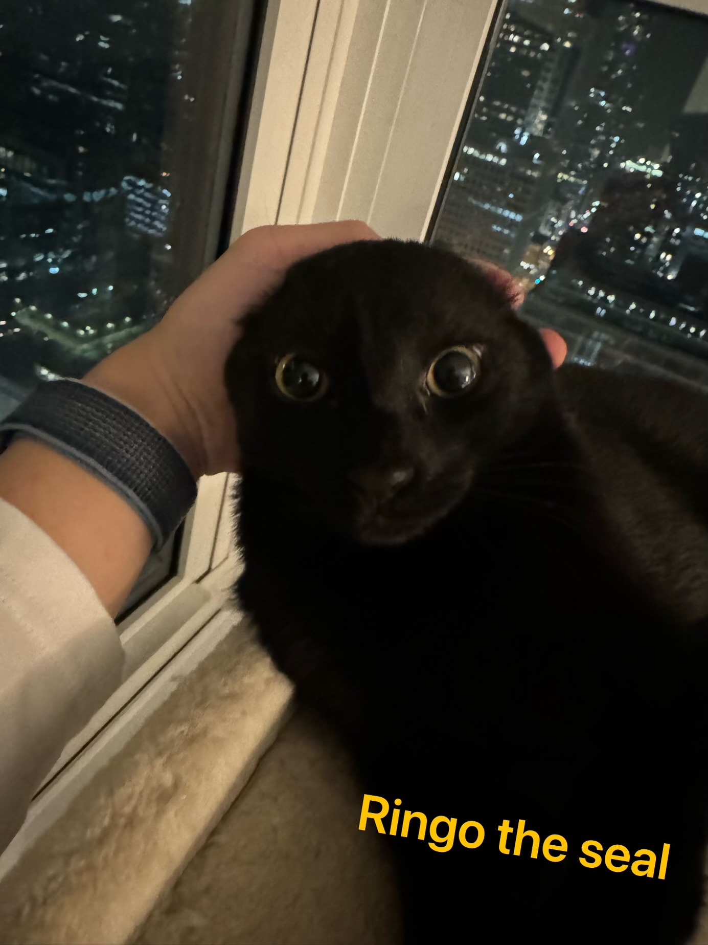 Ringo