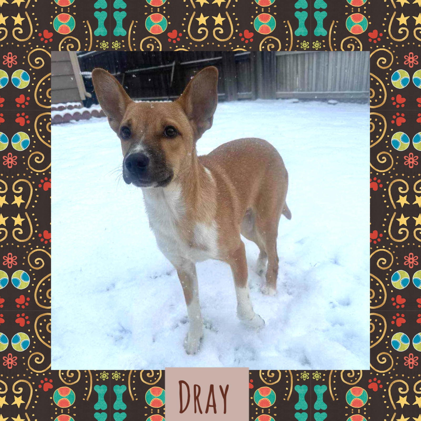 Dray, an adoptable Cattle Dog, Great Pyrenees in Littleton, CO, 80130 | Photo Image 1