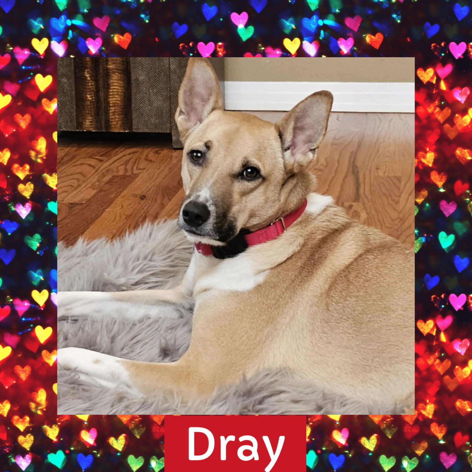 Dray, an adoptable Cattle Dog, Great Pyrenees in Littleton, CO, 80130 | Photo Image 1