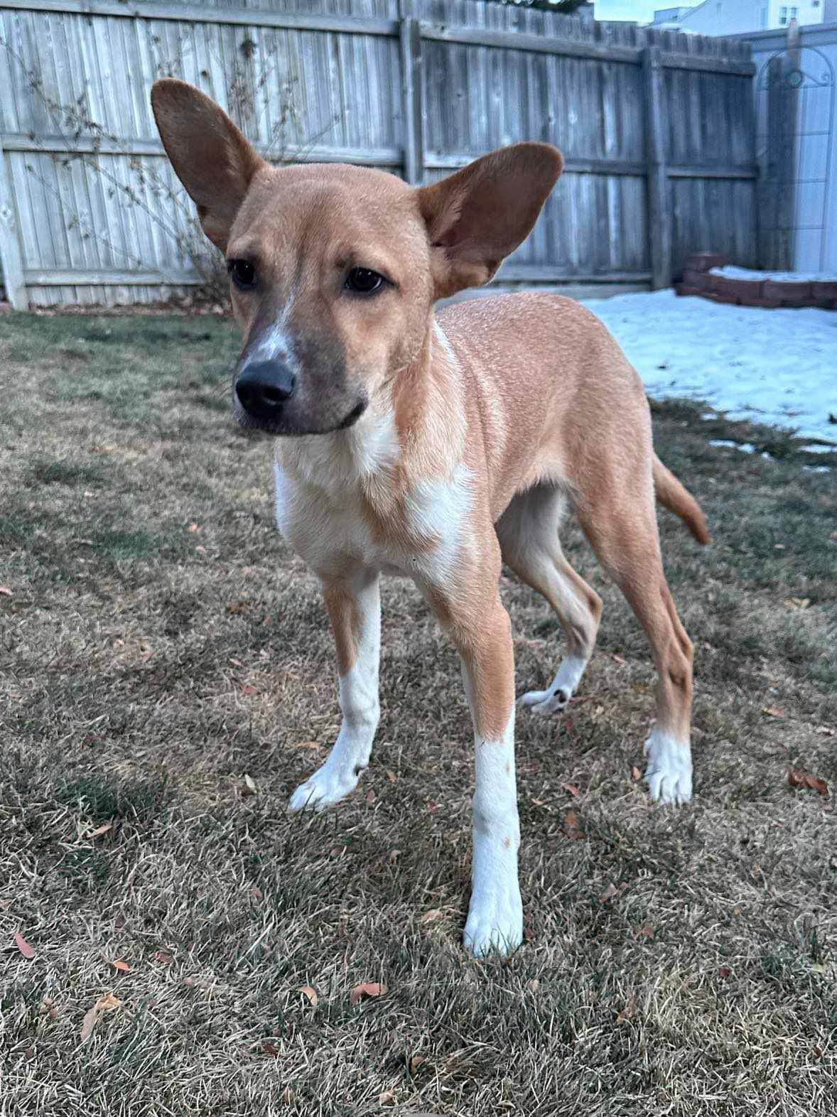 Dray, an adoptable Cattle Dog, Great Pyrenees in Littleton, CO, 80130 | Photo Image 2