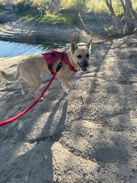 Cissy, an adoptable Cattle Dog in Littleton, CO, 80130 | Photo Image 3